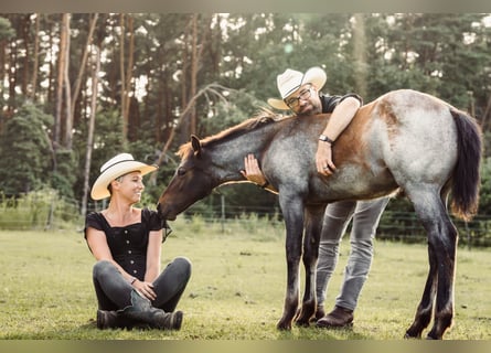 American Quarter Horse, Ogier, Źrebak (04/2024), 160 cm, Gniadodereszowata