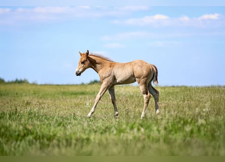 American Quarter Horse, Ogier, , Cisawa