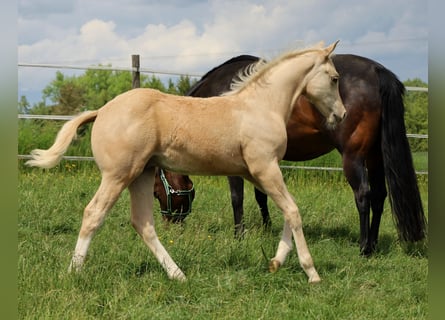 American Quarter Horse, Ogier, , Izabelowata