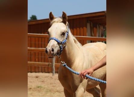 American Quarter Horse, Ogier, , Izabelowata