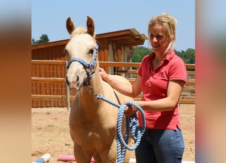 American Quarter Horse, Ogier, , Izabelowata