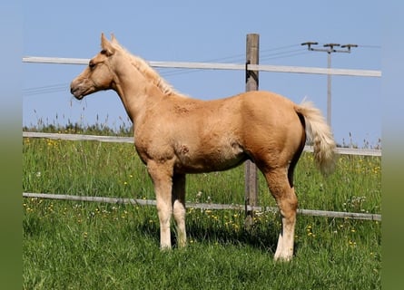 American Quarter Horse, Ogier, Źrebak (01/2024), Izabelowata