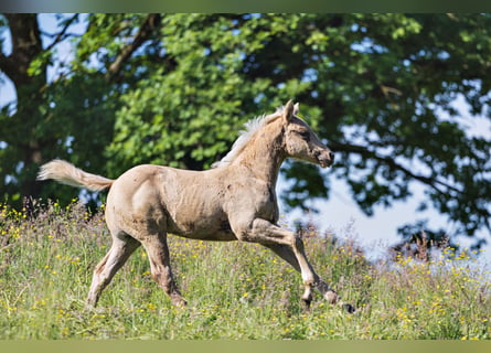 American Quarter Horse, Ogier, Źrebak (03/2024), Izabelowata