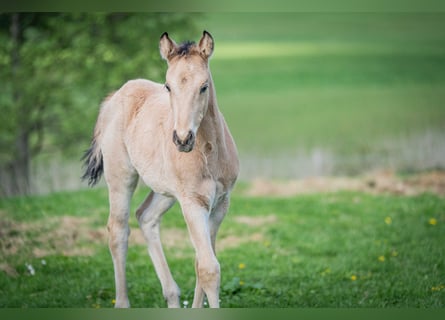 American Quarter Horse, Ogier, , Jelenia