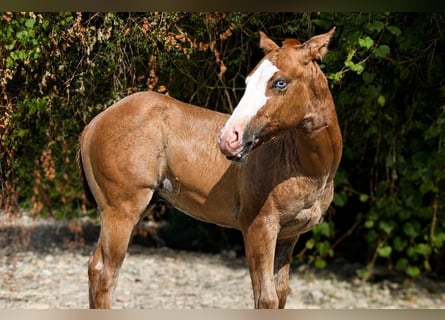 American Quarter Horse, Ogier, Źrebak (01/2026), Kasztanowata