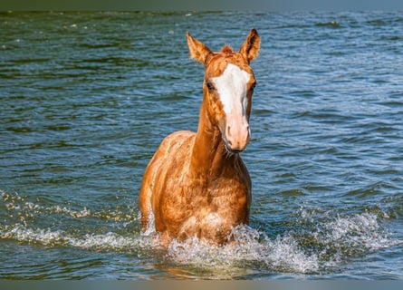 American Quarter Horse, Ogier, Źrebak (01/2026), Kasztanowata