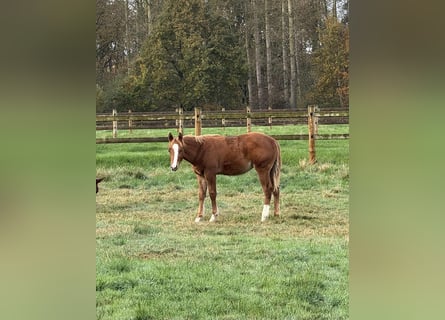 American Quarter Horse, Ogier, Źrebak (06/2025), Kasztanowata