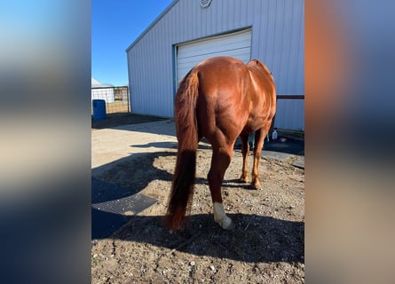 American Quarter Horse, Ruin, 10 Jaar, 142 cm, Bruin