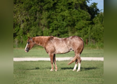 American Quarter Horse, Ruin, 10 Jaar, 142 cm, Roan-Red