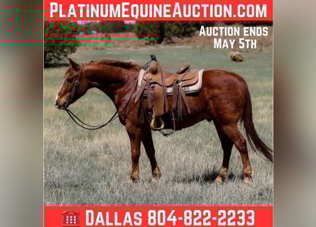 American Quarter Horse, Ruin, 10 Jaar, 145 cm, Donkere-vos