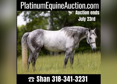 American Quarter Horse, Ruin, 10 Jaar, 147 cm, Appelschimmel