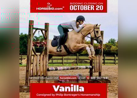 American Quarter Horse, Ruin, 10 Jaar, 147 cm, Palomino