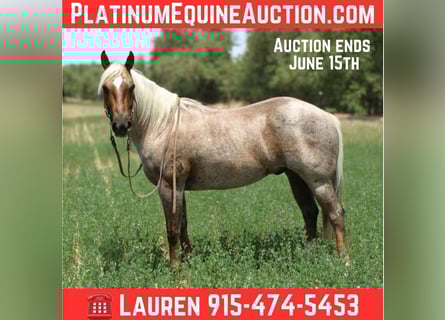 American Quarter Horse, Ruin, 10 Jaar, 147 cm, Palomino