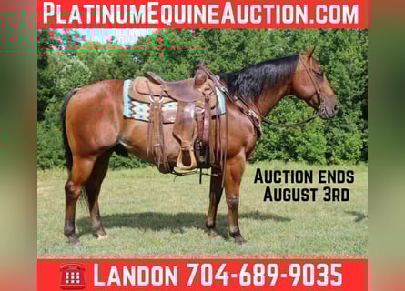 American Quarter Horse, Ruin, 10 Jaar, 147 cm, Roan-Bay