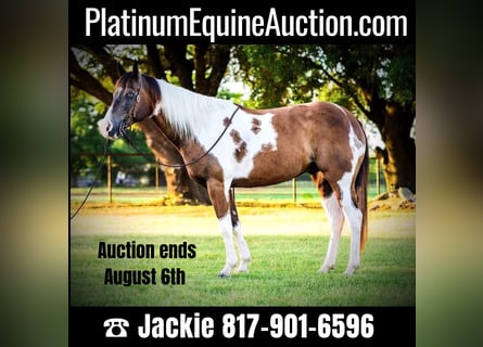 American Quarter Horse, Ruin, 10 Jaar, 147 cm, Tobiano-alle-kleuren