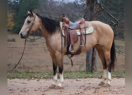 American Quarter Horse, Ruin, 10 Jaar, 150 cm, Buckskin