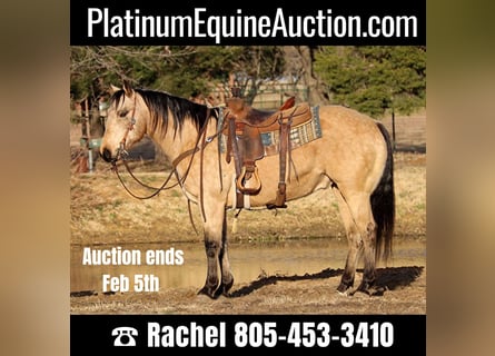 American Quarter Horse, Ruin, 10 Jaar, 150 cm, Buckskin