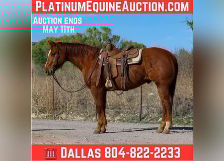 American Quarter Horse, Ruin, 10 Jaar, 150 cm, Donkere-vos