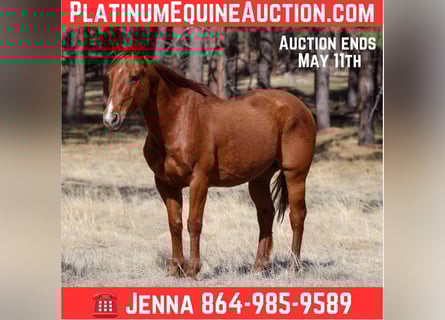 American Quarter Horse, Ruin, 10 Jaar, 150 cm, Donkere-vos