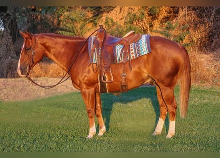 American Quarter Horse, Ruin, 10 Jaar, 150 cm, Donkere-vos