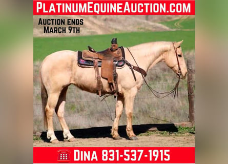 American Quarter Horse, Ruin, 10 Jaar, 150 cm, Palomino