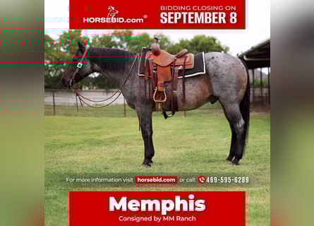 American Quarter Horse, Ruin, 10 Jaar, 150 cm, Roan-Blue
