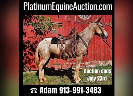 American Quarter Horse, Ruin, 10 Jaar, 150 cm, Roan-Red