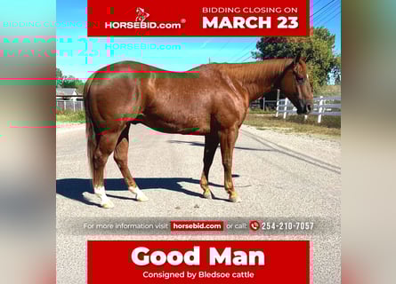 American Quarter Horse, Ruin, 10 Jaar, 150 cm, Roodvos