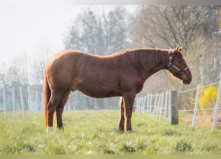 American Quarter Horse, Ruin, 10 Jaar, 150 cm, Vos