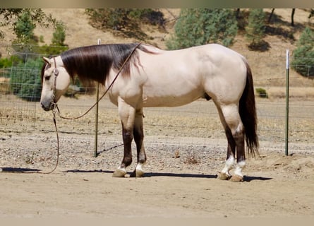 American Quarter Horse, Ruin, 10 Jaar, 152 cm, Buckskin