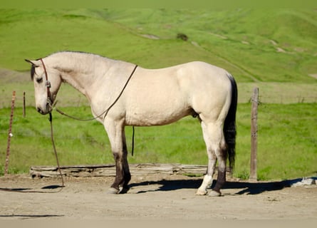 American Quarter Horse, Ruin, 10 Jaar, 152 cm, Buckskin