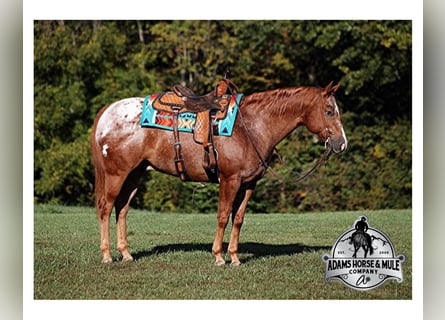 American Quarter Horse, Ruin, 10 Jaar, 152 cm, Donkere-vos