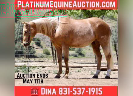 American Quarter Horse, Ruin, 10 Jaar, 152 cm, Palomino