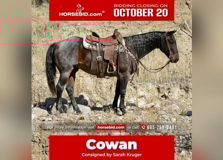 American Quarter Horse, Ruin, 10 Jaar, 152 cm, Roan-Bay