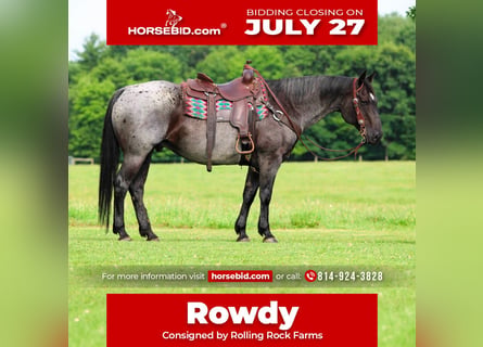 American Quarter Horse, Ruin, 10 Jaar, 152 cm, Roan-Blue