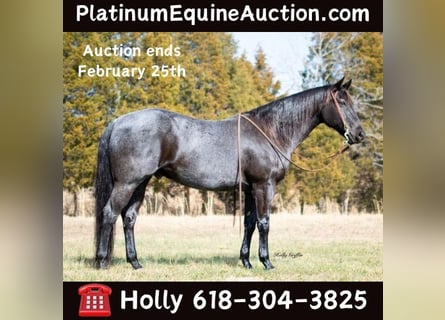 American Quarter Horse, Ruin, 10 Jaar, 152 cm, Roan-Blue