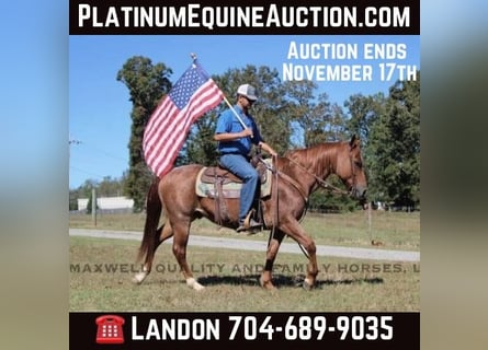 American Quarter Horse, Ruin, 10 Jaar, 152 cm, Roan-Red