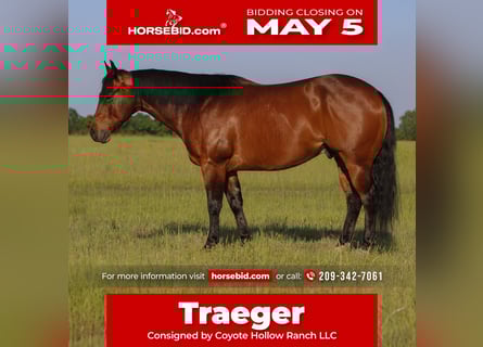 American Quarter Horse, Ruin, 10 Jaar, 152 cm, Roodbruin