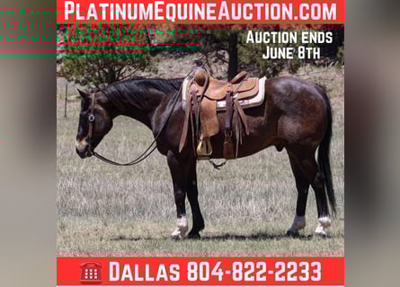American Quarter Horse, Ruin, 10 Jaar, 152 cm, Roodbruin