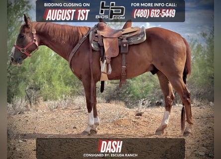 American Quarter Horse, Ruin, 10 Jaar, 152 cm, Roodvos