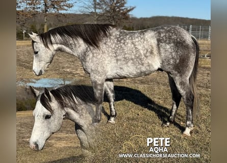 American Quarter Horse, Ruin, 10 Jaar, 152 cm, Schimmel