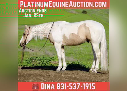 American Quarter Horse, Ruin, 10 Jaar, 152 cm, Tobiano-alle-kleuren