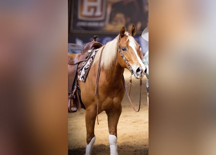 American Quarter Horse, Wallach, 10 Jahre, 152 cm, Fuchs