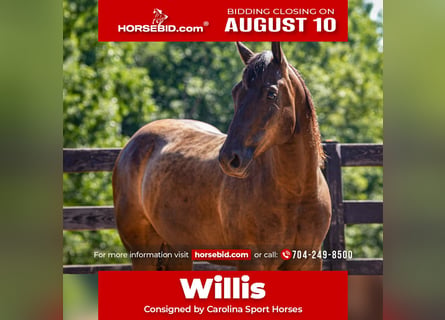 American Quarter Horse, Ruin, 10 Jaar, 152 cm, Zwart
