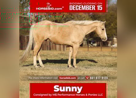 American Quarter Horse, Ruin, 10 Jaar, 155 cm, Palomino