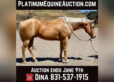 American Quarter Horse, Ruin, 10 Jaar, 155 cm, Palomino