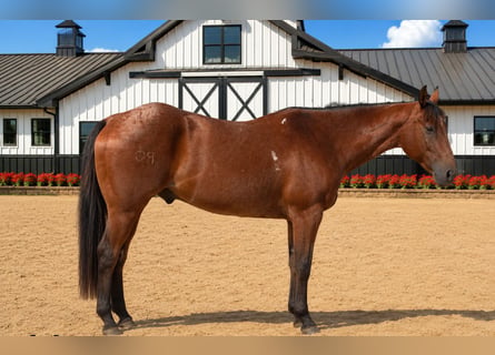 American Quarter Horse, Ruin, 10 Jaar, 155 cm, Roan-Bay