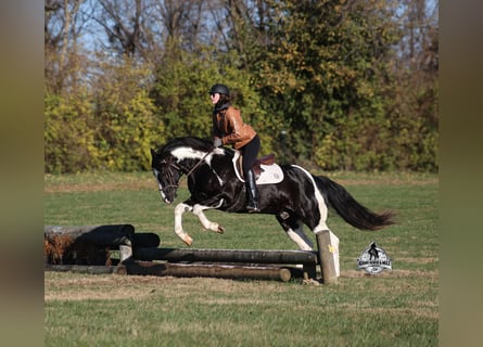 American Quarter Horse, Ruin, 10 Jaar, 155 cm, Tobiano-alle-kleuren