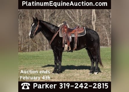 American Quarter Horse, Ruin, 10 Jaar, 155 cm, Zwart
