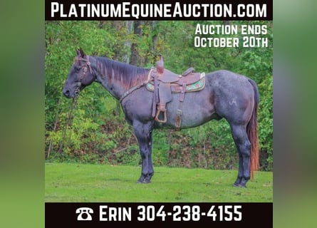 American Quarter Horse, Ruin, 10 Jaar, 157 cm, Roan-Blue